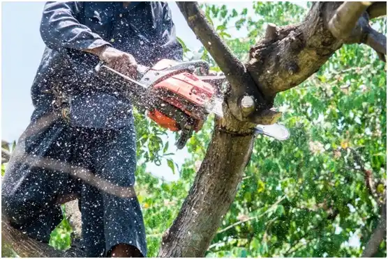 tree services Harrogate